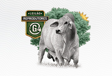 LEILÃO REPRODUTORES TAB G4